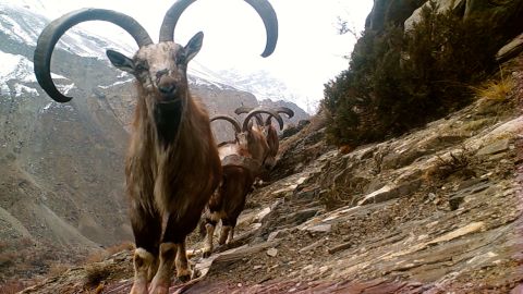 Markhor goats are one of the prey species for snow leopards, along with other mammals like ibex, blue sheep and marmots.
