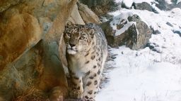 Snow leopards are at home in the rocky, mountainous terrain of northern Pakistan.