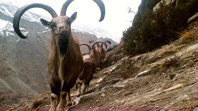 These markhor -- wild goats with impressive horns -- are one of the prey species of snow leopards, along with other mammals like ibex, blue sheep and marmots. Hussain says that without top predators like snow leopards, these prey species could explode in numbers, potentially leading to overgrazing of vegetation, which could in turn lead to soil erosion and landslides.