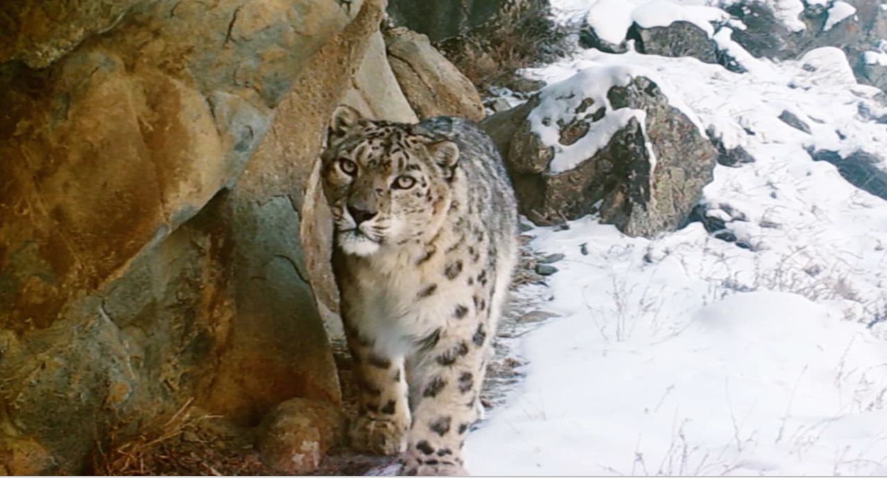 Environmental anthropologist Shafqat Hussain has been working to protect snow leopards in Gilgit-Baltistan, in northern Pakistan, for over 20 years. He describes the region as perhaps "the best snow leopard habitat in the world." This image was captured with a camera trap.