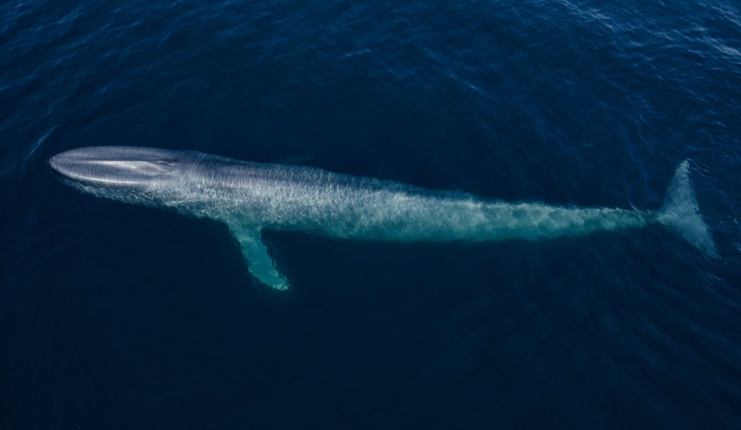 Heinrichs took this drone image of a blue whale in Baja California Sur in Mexico. It's one of the planet's richest ecosystems and contains one of the greatest abundances of whale species in the Northern Hemisphere. Jacques Cousteau once called this region "the aquarium of the sea."