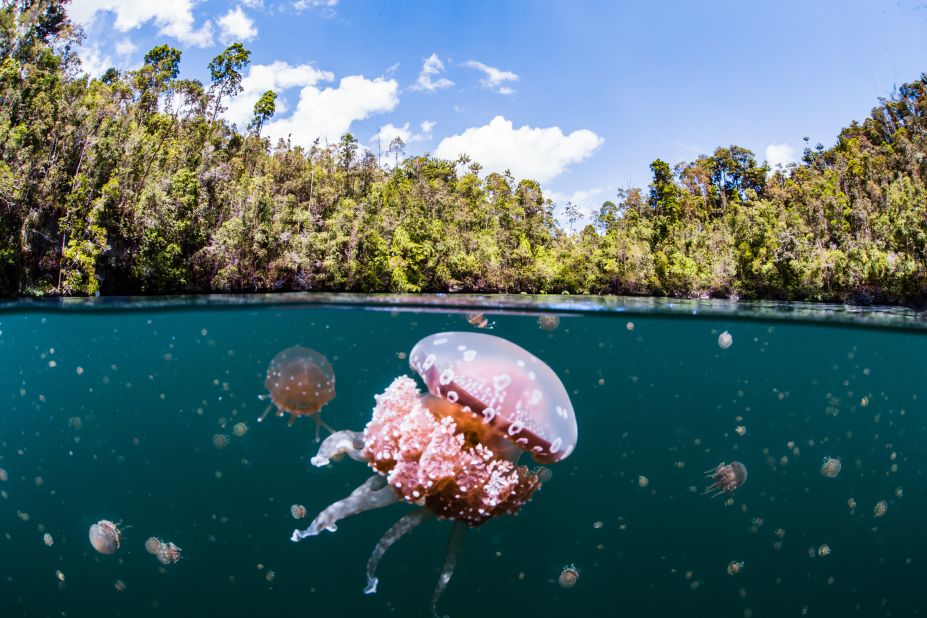 Though almost two billion people live by the sea, few of them experience the same connection to marine life as Heinrichs. He estimates that only 1% of people put on a scuba mask to go beneath the sea surface in their lifetimes. "Fundamental to people wanting to protect and preserve the ocean is their ability to connect with it," he said.