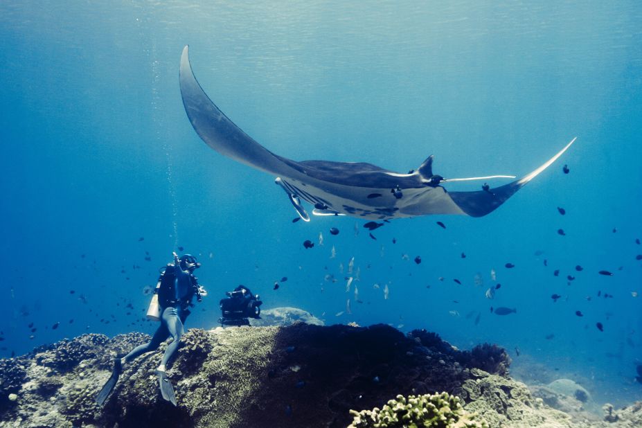 Despite gaining international protection, thousands of manta rays are killed every year. "I witnessed [slaughtered] manta lined up across an entire street," recalled Heinrichs. "Documenting the hunting of these magnificent mammals was one of the most dangerous and trying things I've ever done."