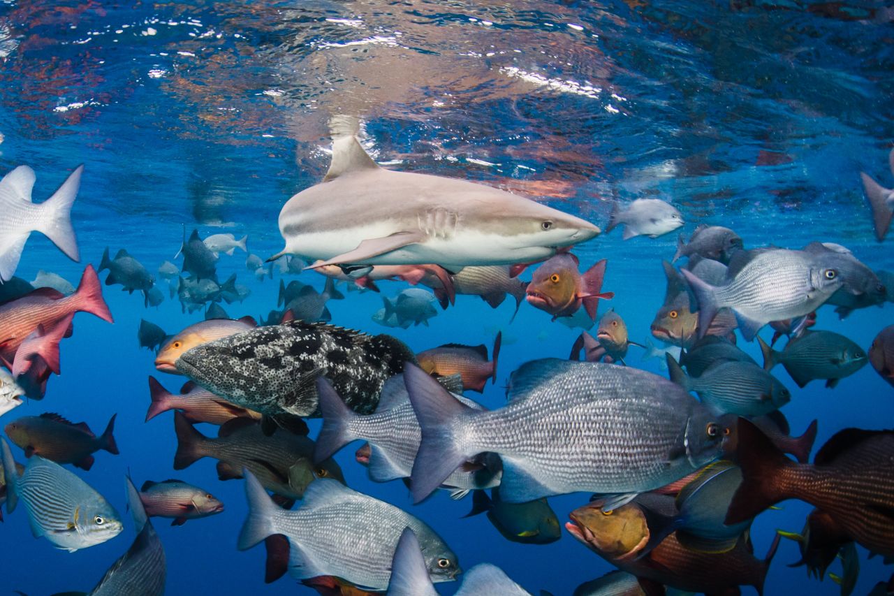 Shawn Heinrichs is protecting our oceans through photography | CNN