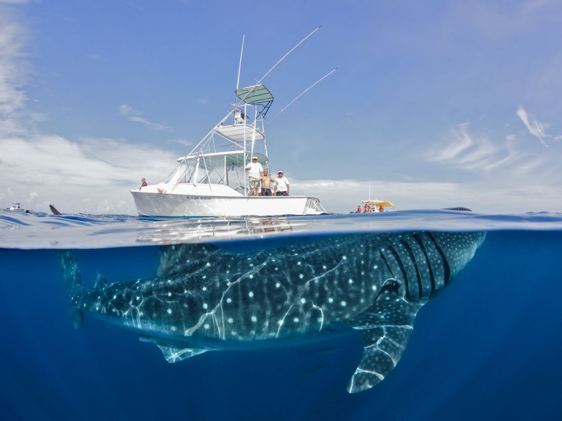 This image was taken from the largest shark fishing island in Eastern Mexico, where Heinrichs says some fishermen have made the switch from poaching whale sharks to taking tourists out to swim with them.