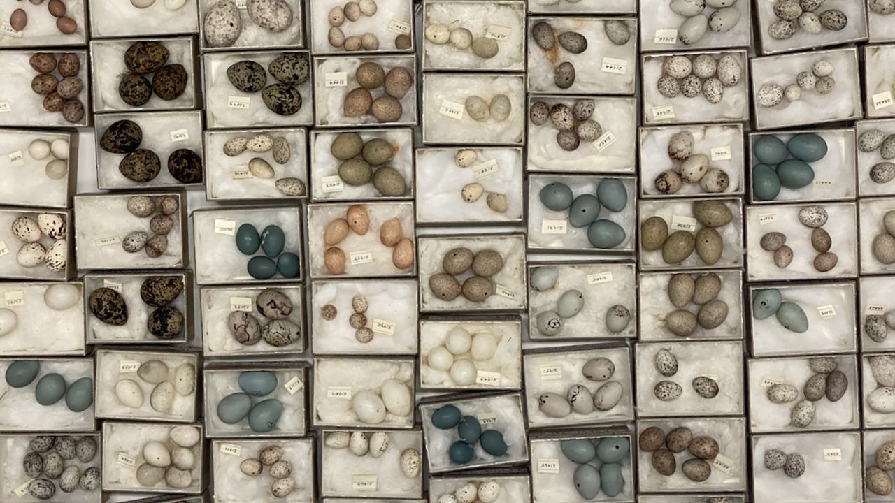 A drawer of eggs in the Field Museum's collection.