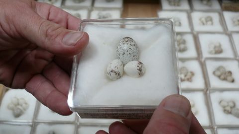 Uova nella collezione della Western Foundation of Vertebrate Zoology.