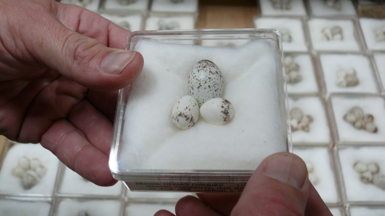 Eggs in the collection of the Western Foundation of Vertebrate Zoology.