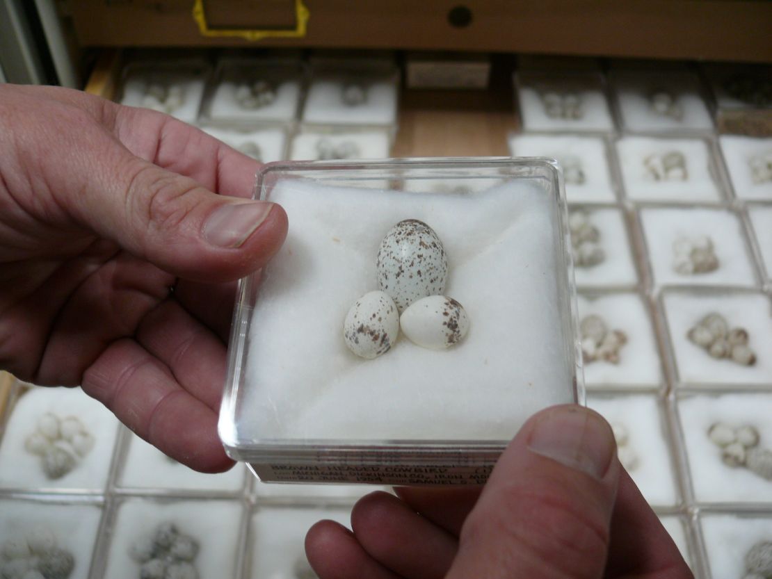 Eggs in the collection of the Western Foundation of Vertebrate Zoology.