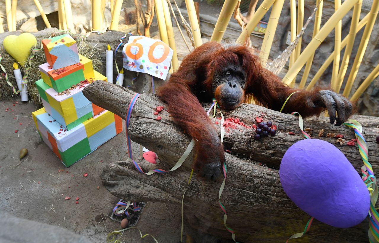 Kasih the orangutan celebrates her 60th birthday at a zoo in Gelsenkirchen, Germany, on Saturday, March 19.
