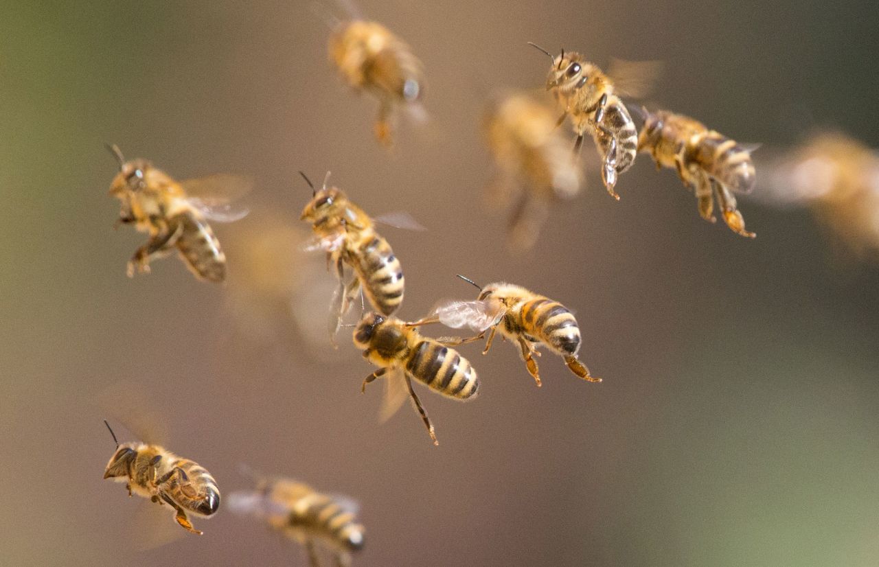 Honey bees fly back to their hive in Berlin on Monday, March 21.