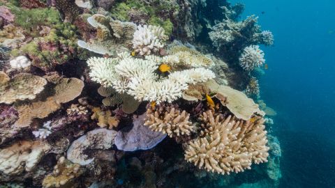 Coral at Stanley Reef, about 83 miles (133 kilometers) off Townsville in Queensland, shows signs of bleaching caused by rising sea temperatures. Underwater images taken in 2022 show the Great Barrier Reef is suffering heat stress. The Great Barrier Reef Marine Park Authority has just completed aerial surveys of all 3,000 reefs on the reef system. The reef has suffered damage despite the La Nina weather system that usually lowers maximum average temperatures.