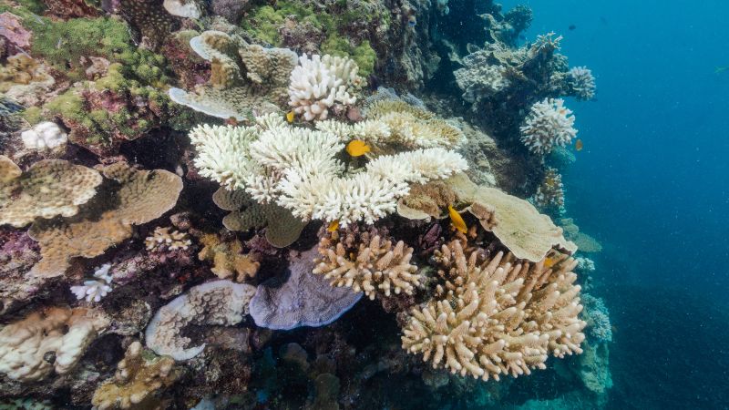 Parts of Great Barrier Reef record highest amount of coral in 36 years – CNN