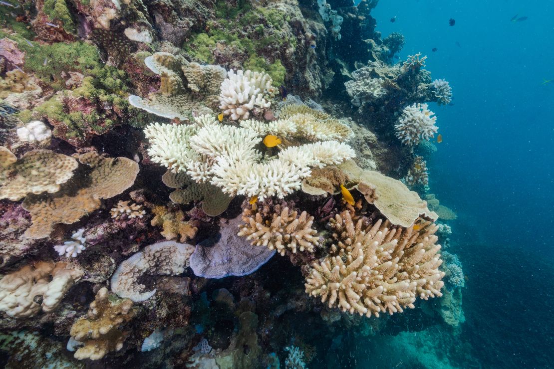 Coral at Stanley Reef, about 130 kilometers off Townsville in Queensland, shows signs of bleaching.