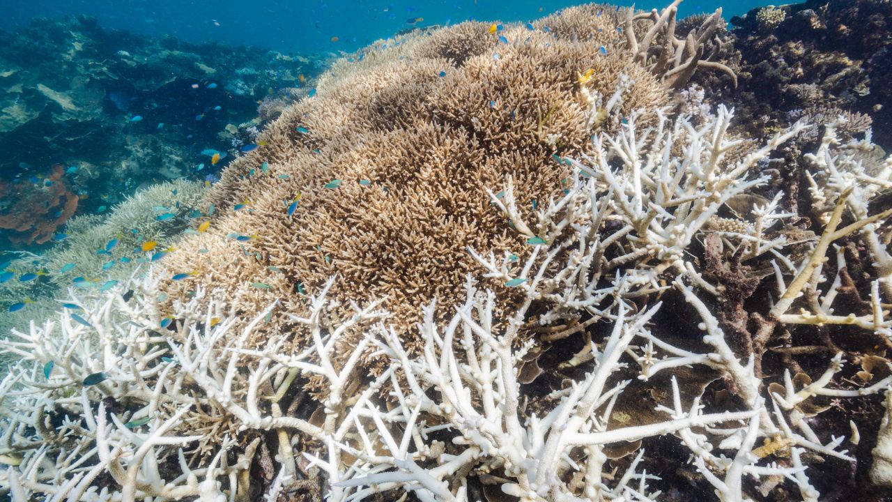The Great Barrier Reef Marine Park Authority has just completed aerial surveys of all 3,000 reefs on the reef system. 