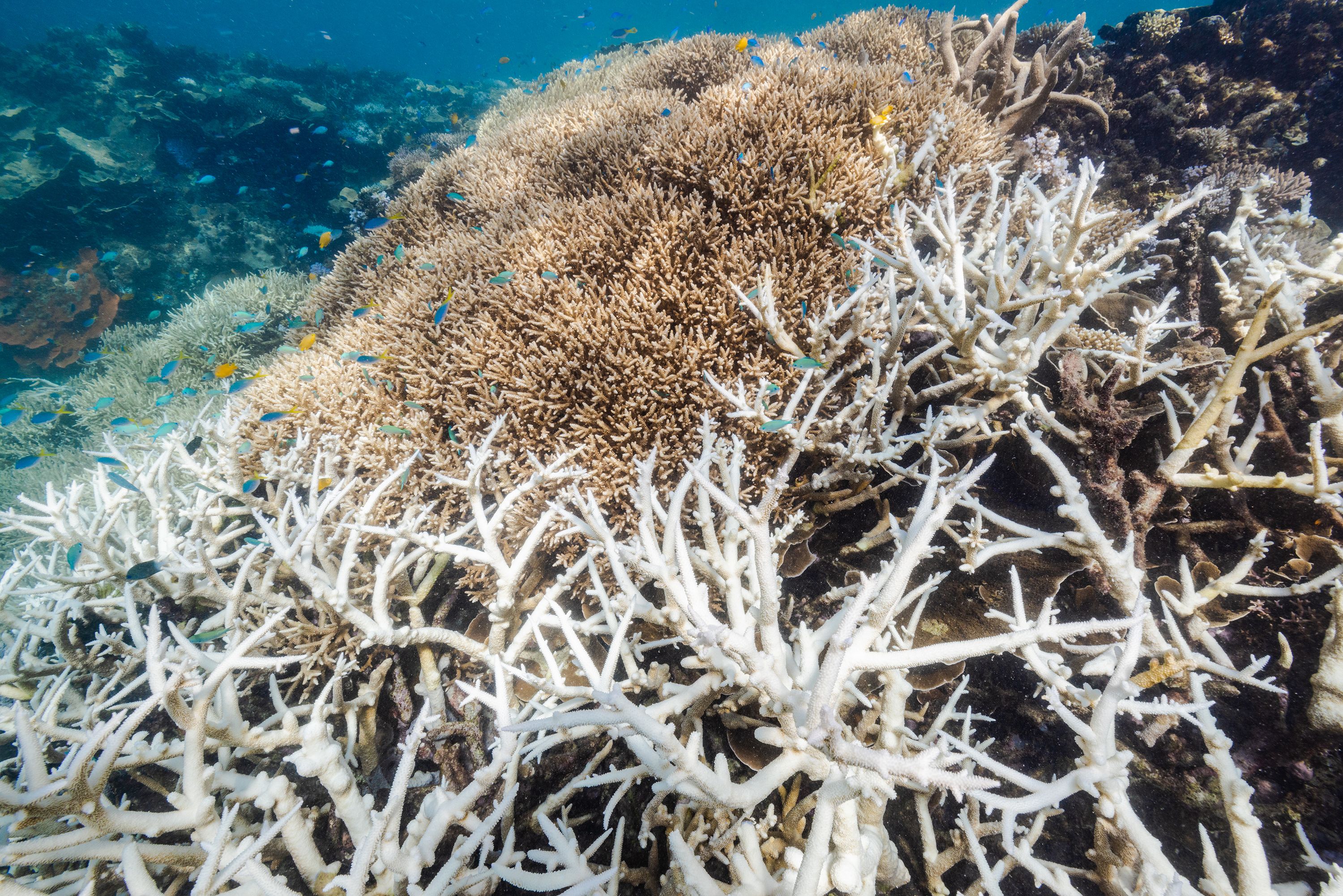 Bleached Coral Reef
