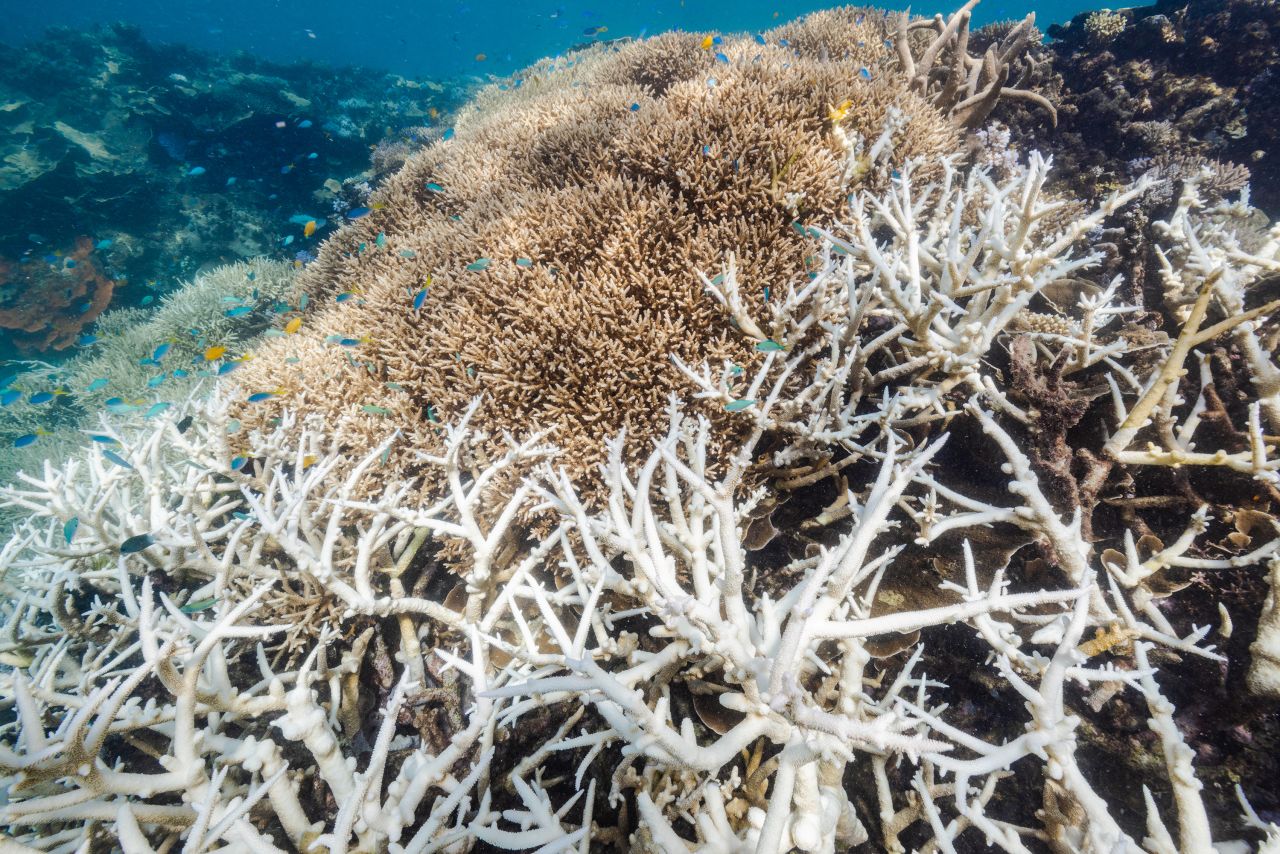 The Great Barrier Reef Marine Park Authority has just completed aerial surveys of all 3,000 reefs on the reef system. 