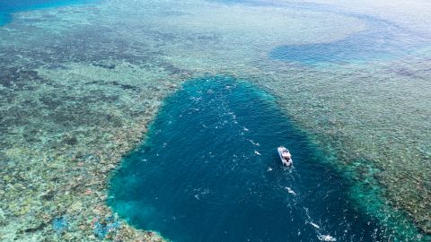 Coral at Stanley Reef, about 83 miles (133 kilometers) off Townsville in Queensland, shows signs of bleaching caused by rising sea temperatures.