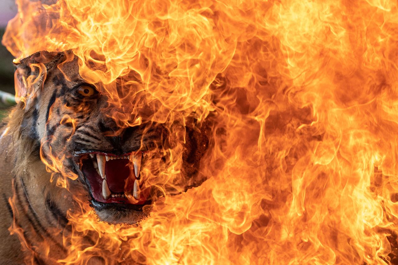 A preserved Sumatran tiger is burned by authorities in Palembang, Indonesia, on Friday, March 18. The Sumatran tiger is a protected species in Indonesia.