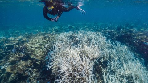 Des images sous-marines prises en 2022 montrent que la Grande Barrière de Corail souffre de stress thermique.