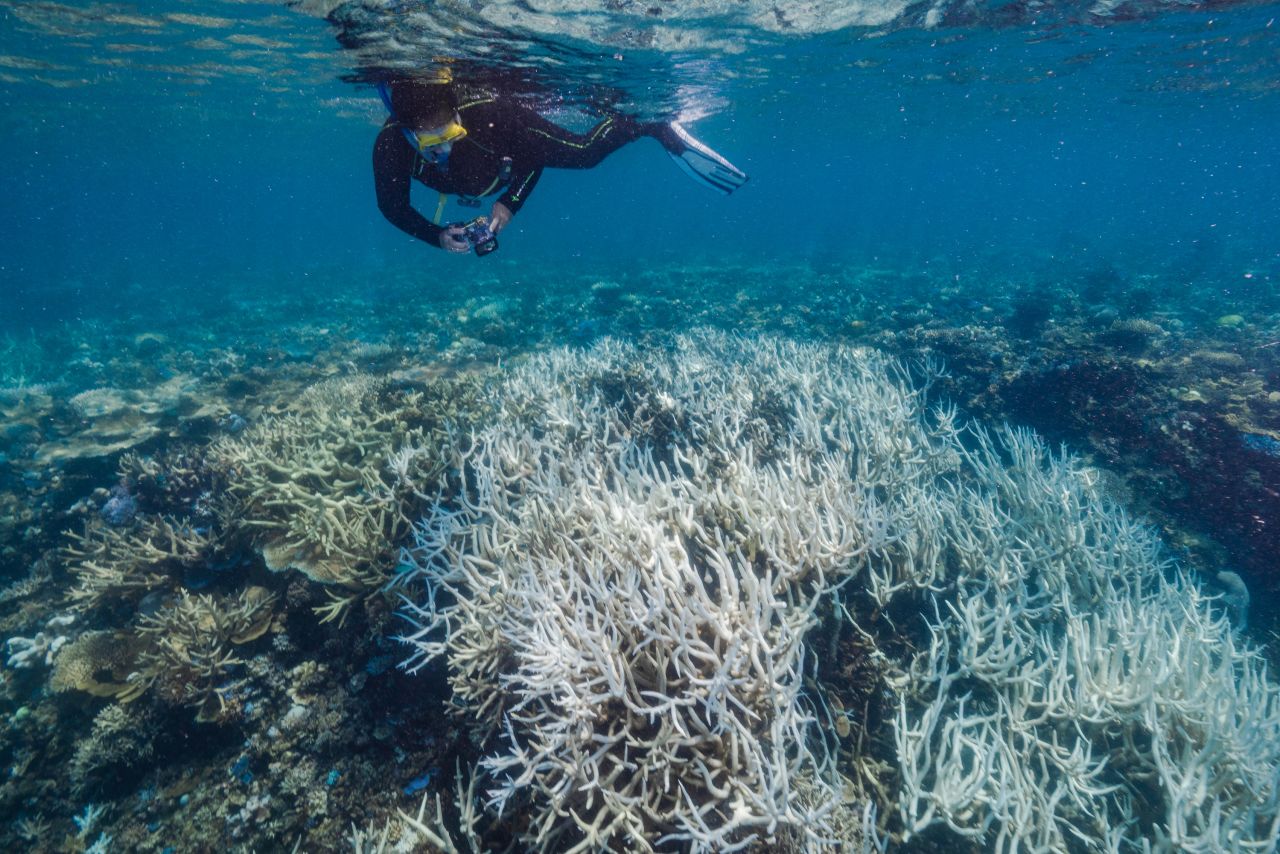 Underwater images taken in 2022 show the Great Barrier Reef is suffering heat stress.