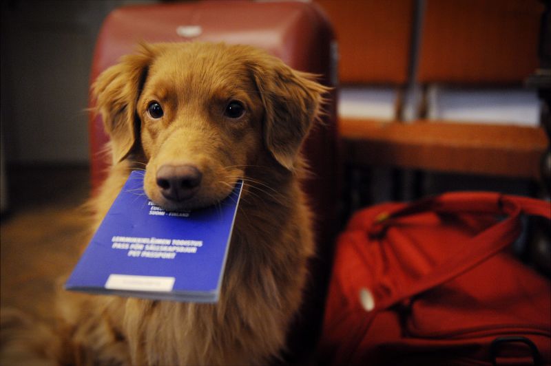 Apply for dog store passport