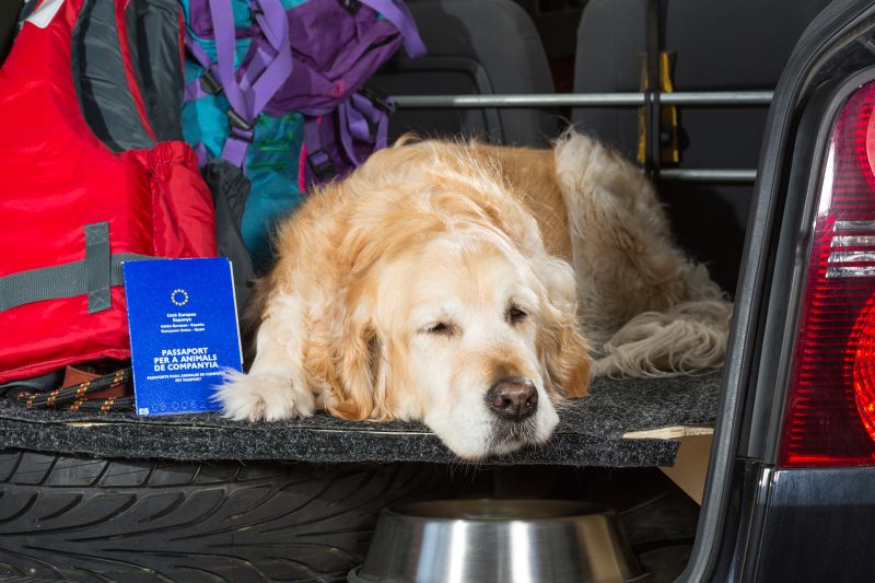 Dogs need passport to sales travel