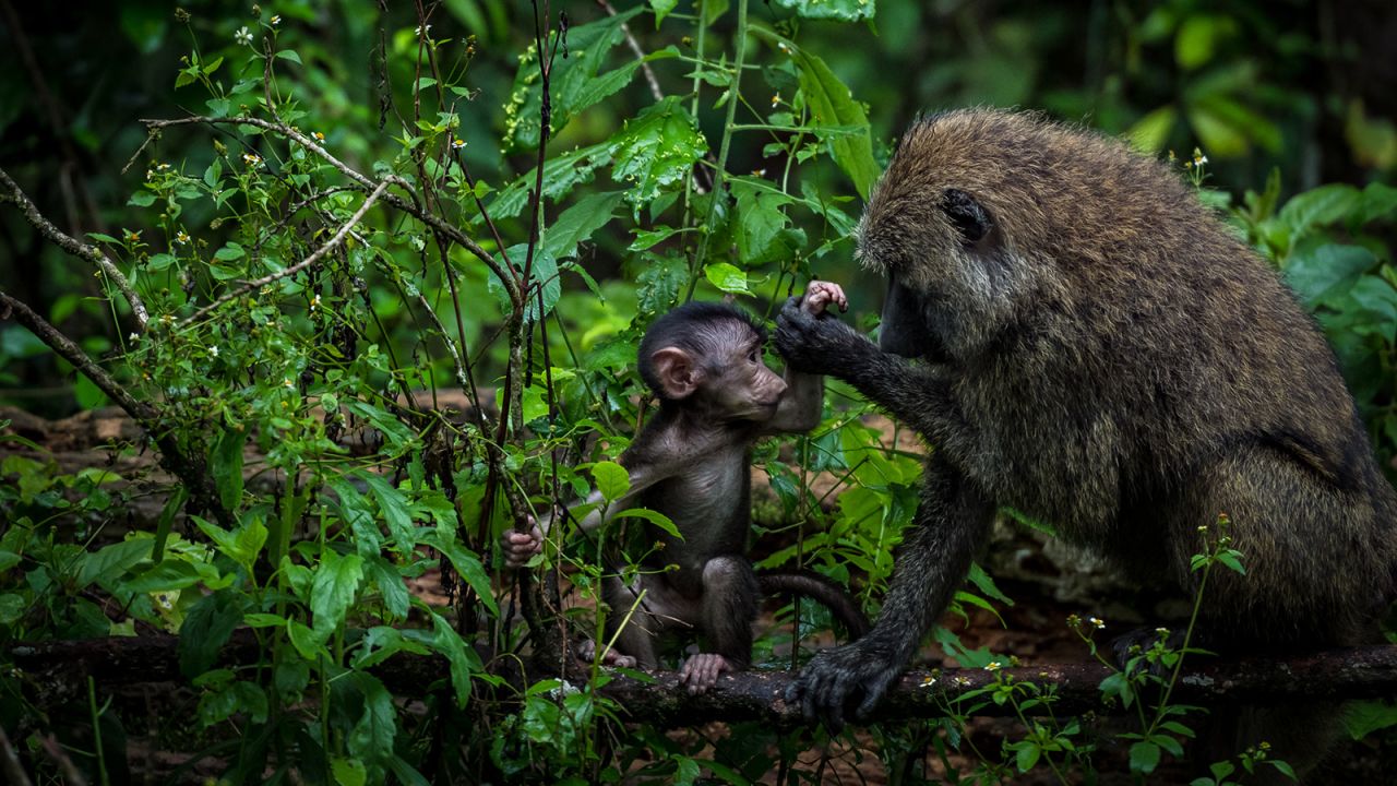 "We forget how close we are to nature and how close they are to us," Gatland adds. She hopes photographs like this one, featuring a mother and her child in nature, show the world the similarity between humans and wildlife.