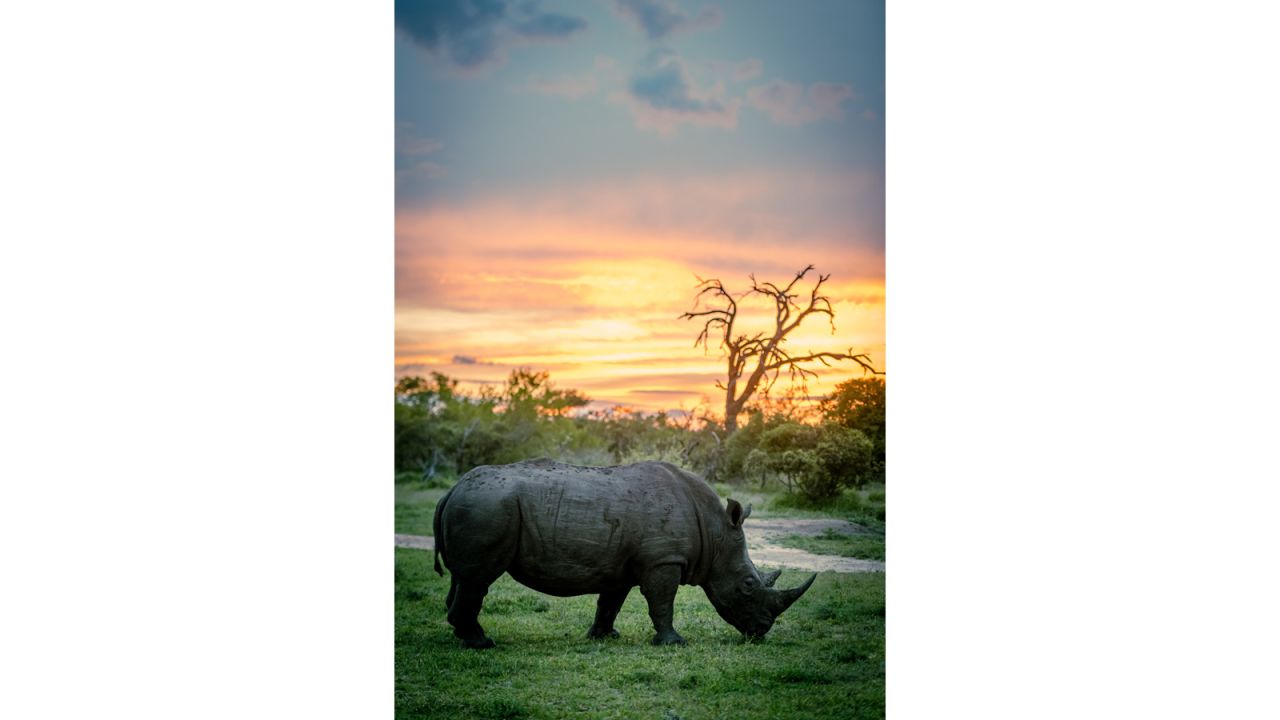 This photo of a white rhinoceros in Klaserie, northeastern South Africa, generated a lot of attention, Gatland says, because she "push(ed) the boundaries" with the lighting.