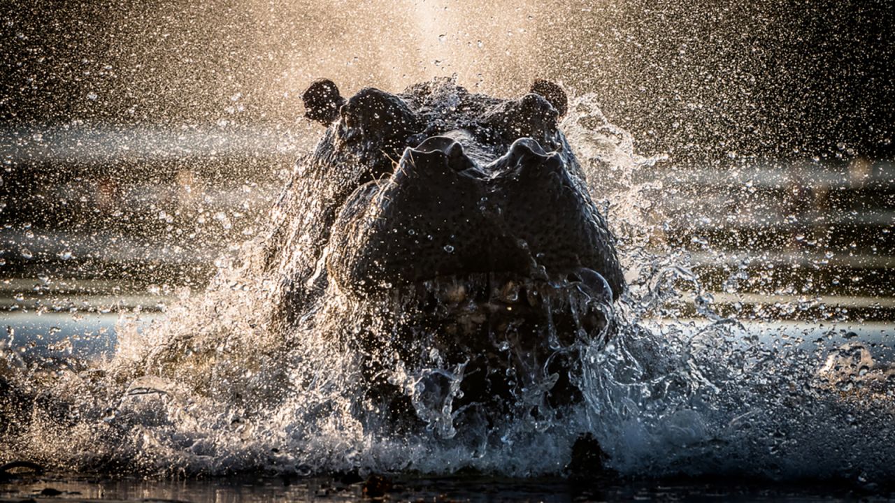 Gatland was sitting on a boat in Botswana's Okavango Delta on her way back to camp, when this hippo dented her boat to protect its territory. "I wasn't worried about what might have happened -- (instead, I) just took out the camera and started firing away and managed to get a shot," she says. 
