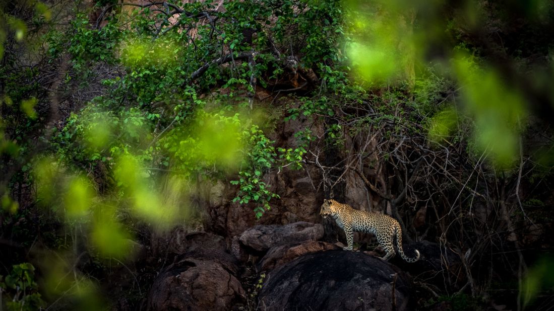 "Often as photographers, we pick up the camera and want to zoom in and get the eye lashes and the spots and the details," Gatland says, but zooming out of a photo allows her to capture a big cat such as this one in its natural surroundings -- creating more of a story in its habitat.
