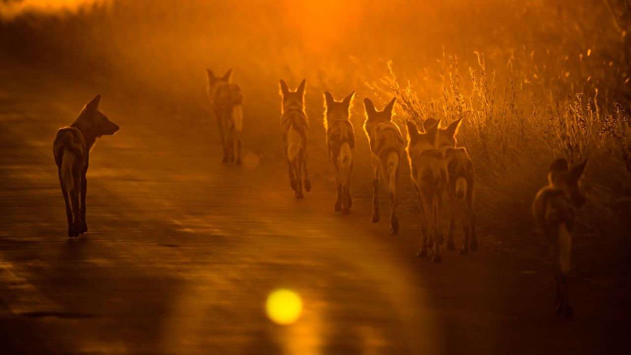 Light, color, composition and sharpness are all factors that Gatland considers when selecting her images. Most importantly, she considers the story each image will tell. This pack of African wild dogs in South Africa's Timbavati Wildlife Park gave Gatland an opportunity to shoot during lowlight and generate a silhouette of the animals under the orange sky. "I call this shot 'Leader of the Pack' ... you can just feel this dog kind of coordinating his soldiers into the hunt," she says.