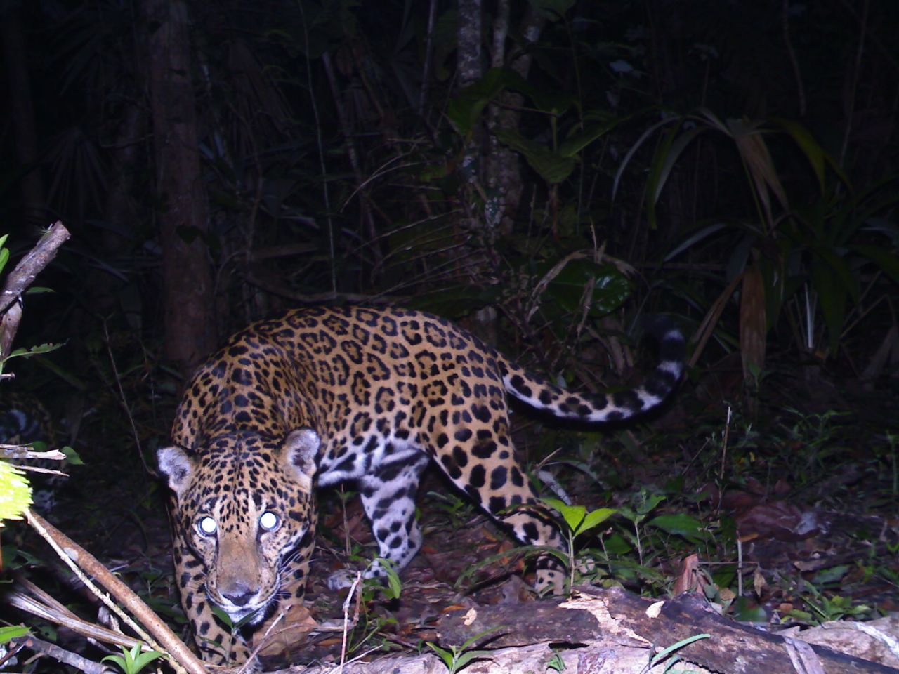 Panthera is a global wild cat conservation organization involved in the efforts. It has studied jaguars in the area for years, setting out camera traps and using GPS collars to track their movements. Panthera estimates that there are around 50 to 60 jaguars in the area.