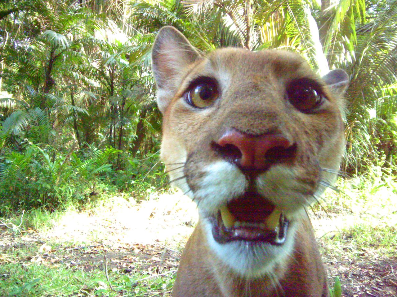 Losing the jaguar, an apex predator, would create an imbalance in the surrounding ecosystem. Here -- looking directly into the camera trap -- is a puma, another wildcat present in the region.