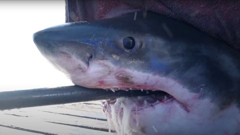 Scot, a 1,600 pound great white shark, is swimming off of Florida's Gulf Coast.