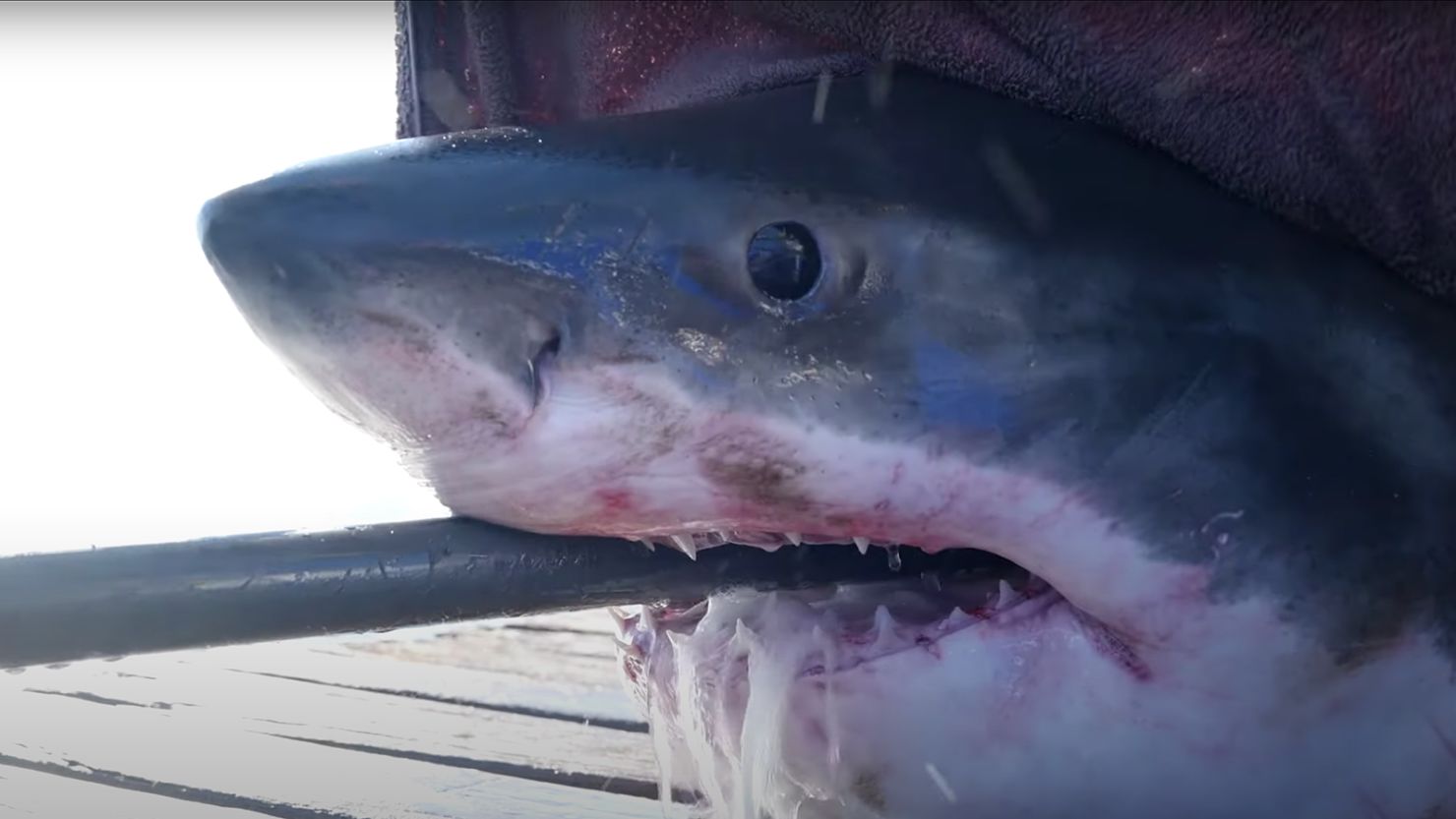 Meet Scot, the 1,600-pound great white shark swimming off Florida's coast