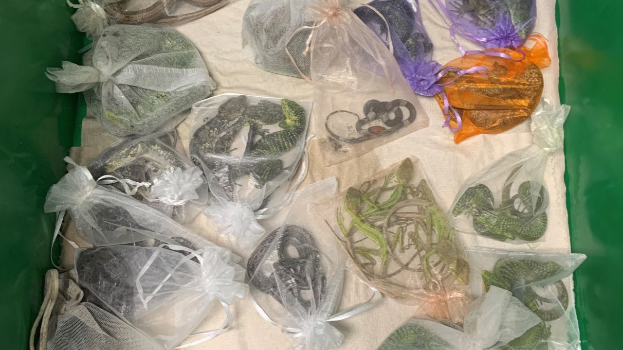 Jose Manuel Perez, 30, of Oxnard was charged with smuggling more than 1,700 endangered reptiles into the United States.