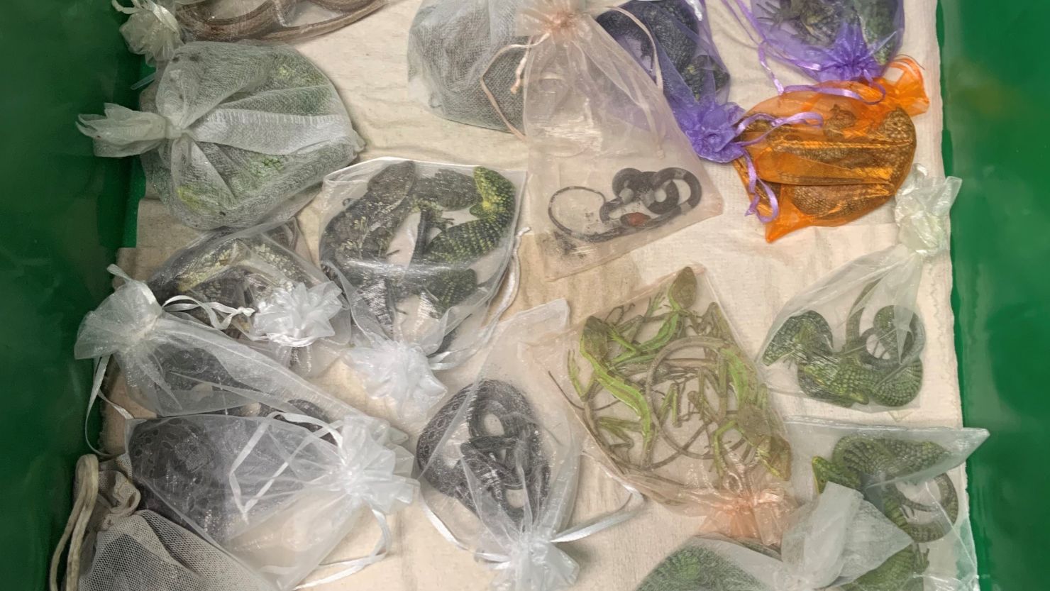 California man charged with smuggling hundreds of reptiles from Mexico