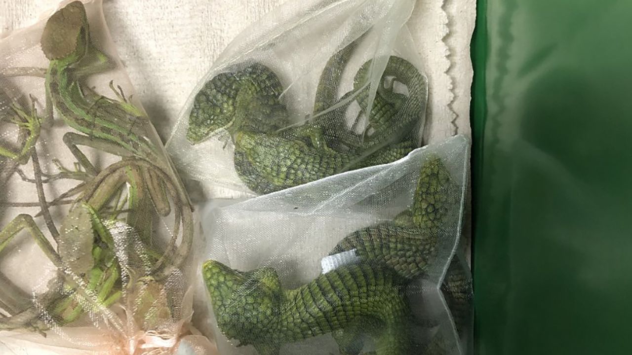 Authorities said Jose Manuel Perez smuggled approximately 60 endangered reptiles into the US, found hidden in his clothes at the San Ysidro Port of Entry in February.