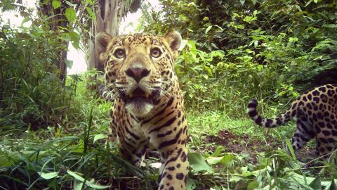 A jaguar prowling through the Belizean jungle, caught on camera trap.
