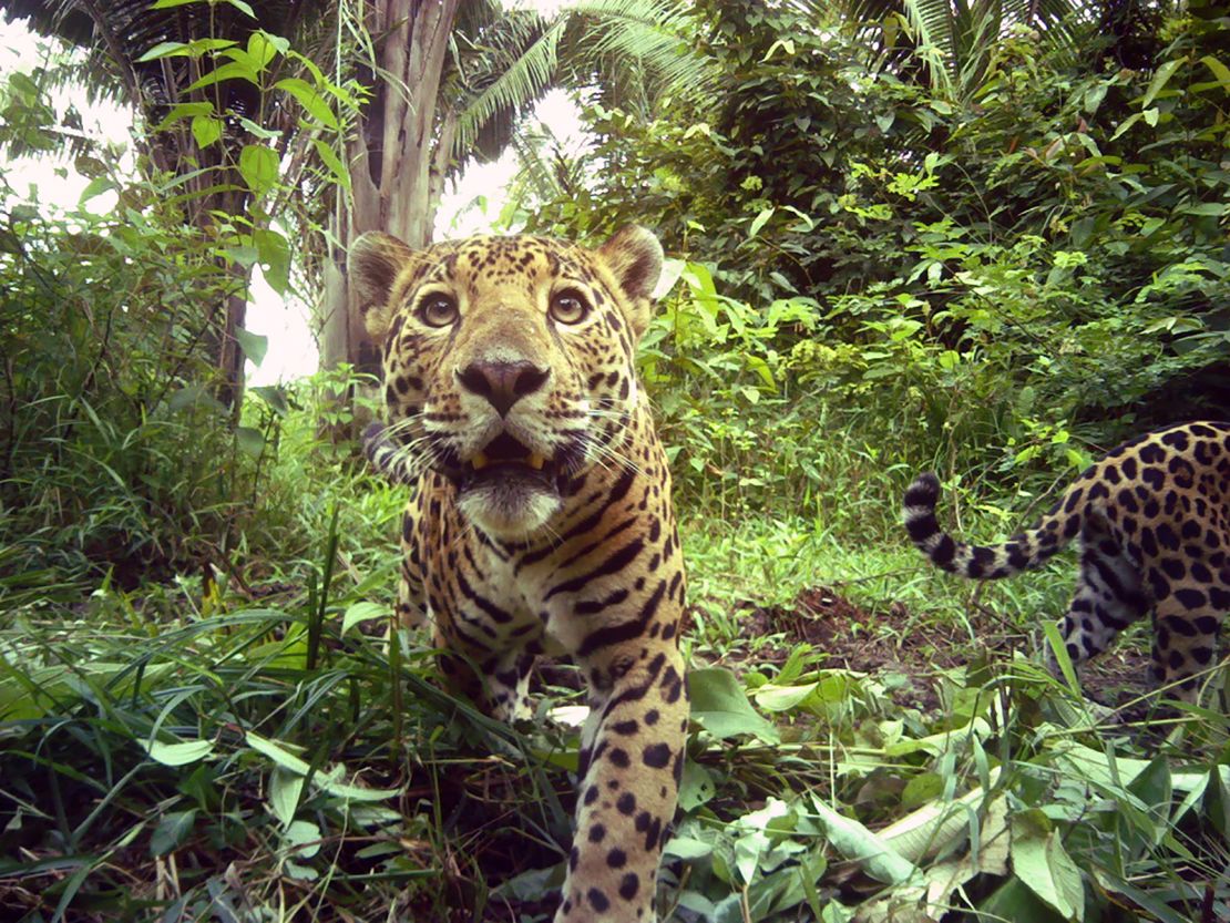 A jaguar prowling through the Belizean jungle, caught on camera trap. 