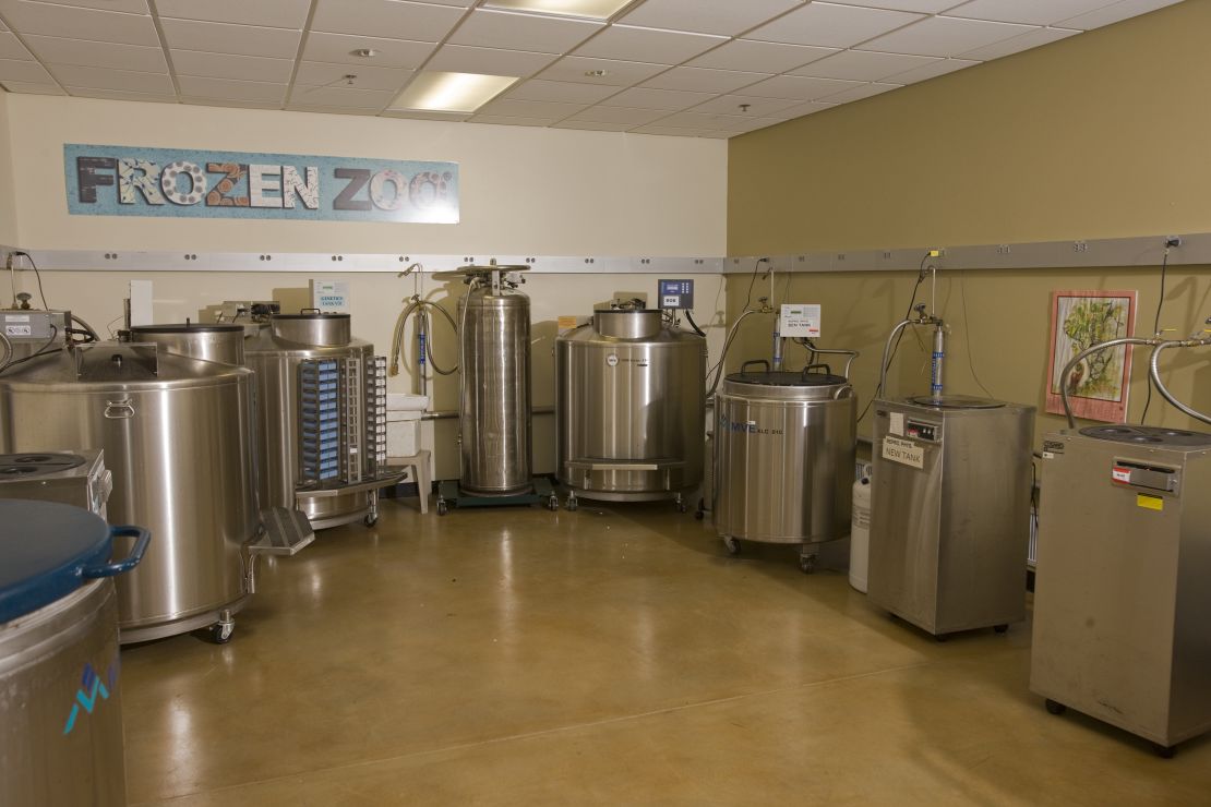 At San Diego Frozen Zoo, samples are kept in cryotanks. "The collection is duplicated; periodically we take samples out and move them to another facility, so that all of the cells are not in one place," says Oliver Ryder. 