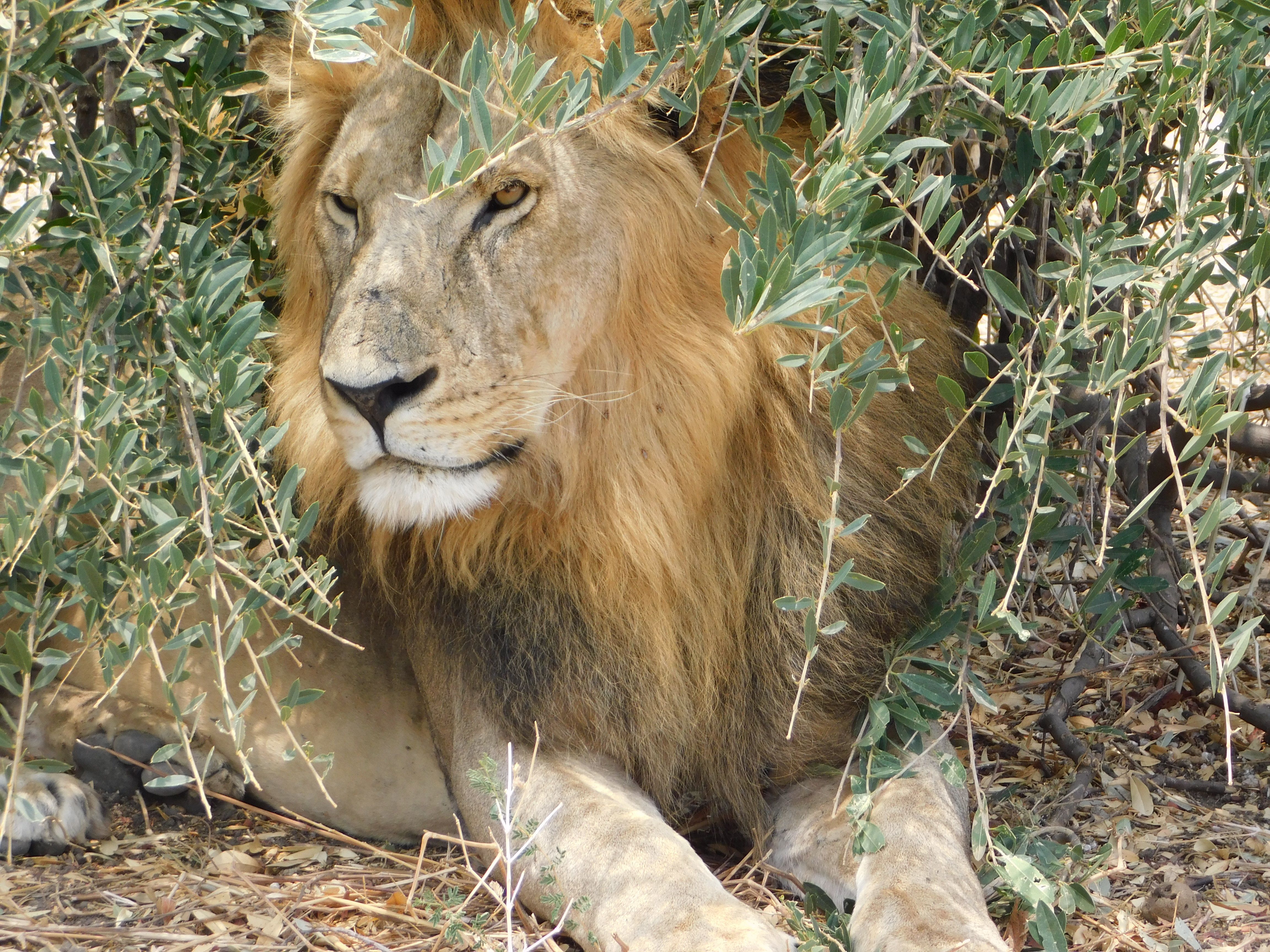 Meet Tanzania's Lion Defenders: the hunters turned conservationists of the Barabaig tribe | CNN Meet Tanzania's Lion Defenders: the hunters turned conservationists of the Barabaig tribe | CNN