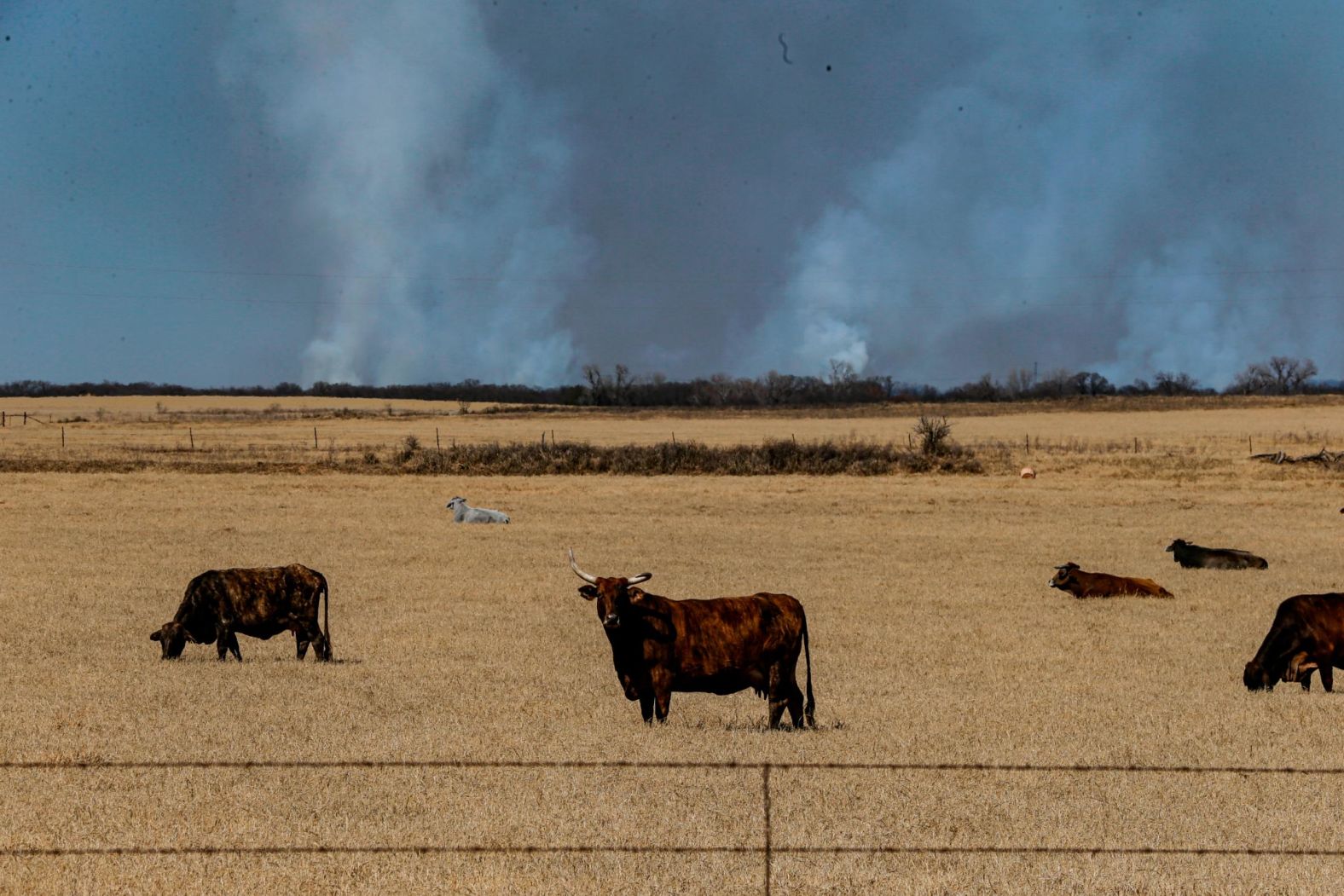 Cattle graze in western Texas' Eastland County as the Eastland Complex Fire burns on March 19.