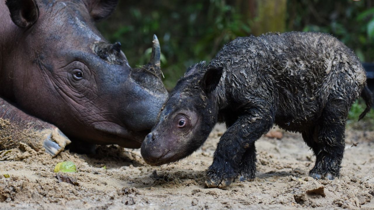 A Sumatran rhino calf born in the Way Kambas National Park, in Sumatra, Indonesia on March 28. 