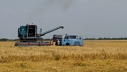 Ukraine farmers wheat
