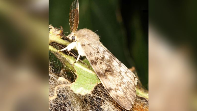 Previously known as "gypsy moth," the species Lymantria dispar is now  "spongy moth," according to the Entomological Society of America. The <a href="index.php?page=&url=https%3A%2F%2Fcnn.com%2F2022%2F03%2F04%2Fworld%2Fgypsy-moth-spongy-moth-name-change-scn%2Findex.html" target="_blank">moth's new name</a> was chosen from more than 200 nominations evaluated by a group of more than 50 scientists convened by the society. The word "gypsy" is an ethnic slur offensive to the Romani people.