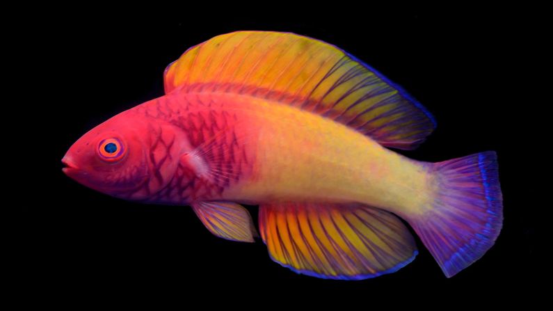 Say hello to the rose-veiled fairy wrasse, <a href="index.php?page=&url=https%3A%2F%2Fcnn.com%2F2022%2F03%2F10%2Fworld%2Frose-fairy-wrasse-rainbow-fish-scn%2Findex.html" target="_blank">a colorful species new to science</a> and the first fish to be described by a Maldivian scientist, Ahmed Najeeb. Cirrhilabrus finifenmaa was found living at ocean depths of 131 to 229 feet (40 to 70 meters). The name honors the fish's stunning pink hues, and the pink rose, the national flower of the Maldives. "Finifenmaa" means "rose" in the local Dhivehi language.<br />