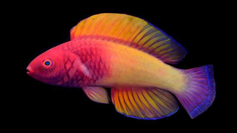 Say hello to the rose-veiled fairy wrasse, <a target="_blank">a colorful species new to science</a> and the first fish to be described by a Maldivian scientist, Ahmed Najeeb. Cirrhilabrus finifenmaa was found living at ocean depths of 131 to 229 feet (40 to 70 meters). The name honors the fish's stunning pink hues, and the pink rose, the national flower of the Maldives. "Finifenmaa" means "rose" in the local Dhivehi language.<br />