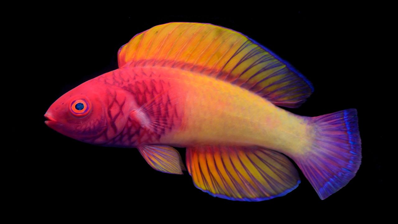 Say hello to the rose-veiled fairy wrasse, <a href="https://cnn.com/2022/03/10/world/rose-fairy-wrasse-rainbow-fish-scn/index.html" target="_blank">a colorful species new to science</a> and the first fish to be described by a Maldivian scientist, Ahmed Najeeb. Cirrhilabrus finifenmaa was found living at ocean depths of 131 to 229 feet (40 to 70 meters). The name honors the fish's stunning pink hues, and the pink rose, the national flower of the Maldives. "Finifenmaa" means "rose" in the local Dhivehi language.<br />